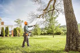 Trusted Oneill, NE Tree Care Services Experts