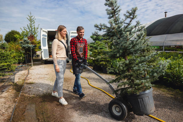 How Our Tree Care Process Works  in  Oneill, NE